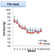 노화마우스의 체지방량 변화 추이