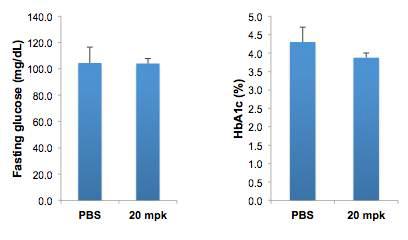 노화마우스에서 10주간 투여 후, 공복혈당 및 당화혈색소 비율