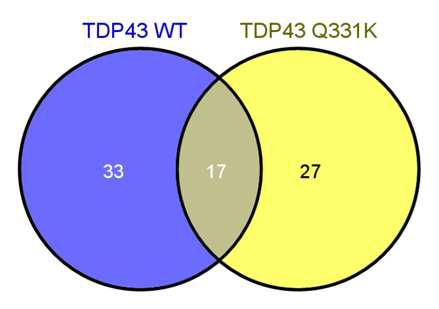 TDP-43 WT vs TDP-43 mutant(Q331K) 1차 screen 결과