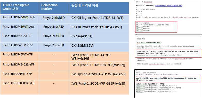 확보한 TDP-43 관련 transgenic worm list