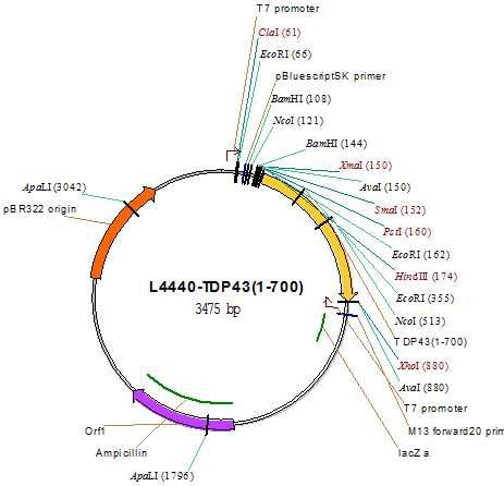 RNAi method를 활용하기 위한 cloning construction