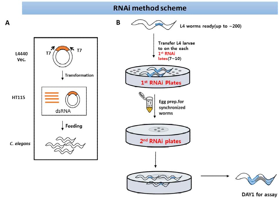 예쁜꼬마선충에서 RNAi methods scheme