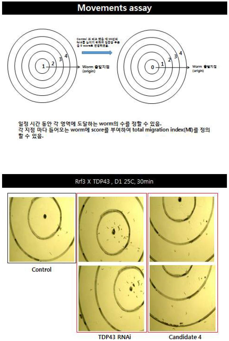 TDP-43 Transgenic worm을 대상으로 movement assay 방법 및 예시