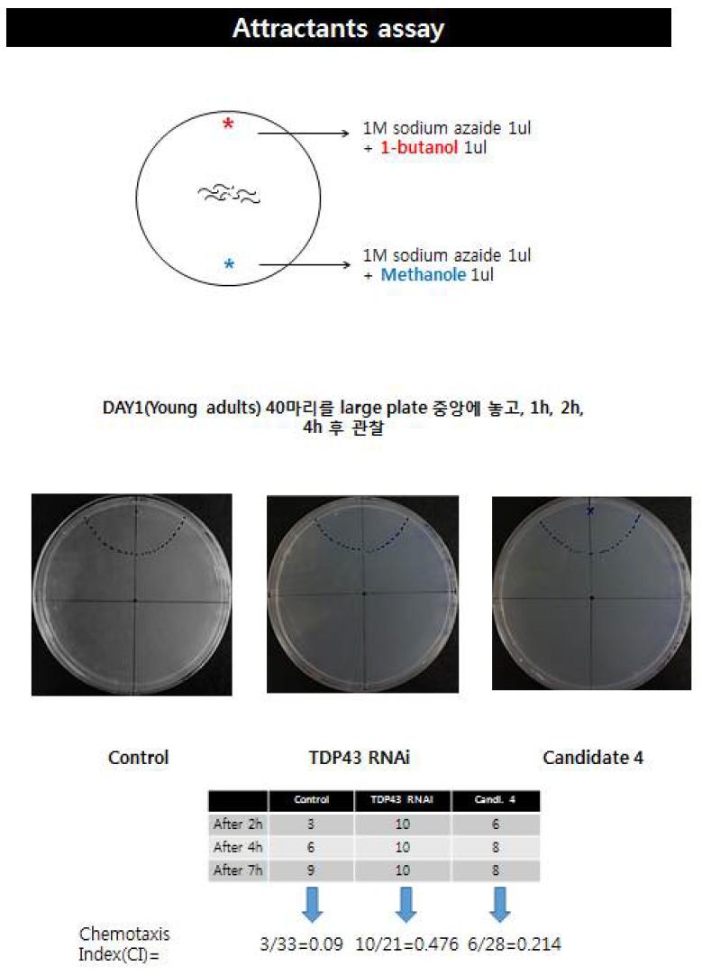 TDP-43 Transgenic worm을 대상으로 attractant assay 방법 및 예시