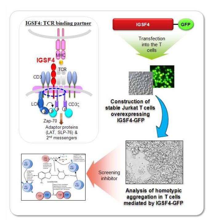 IGSF4의 homophilic interaction을 타깃으로 검색 가능한 T 세포 검색시스템