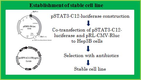 IL-6 유도에 의한 STAT3-dependent luciferase 활성 검증 시스템