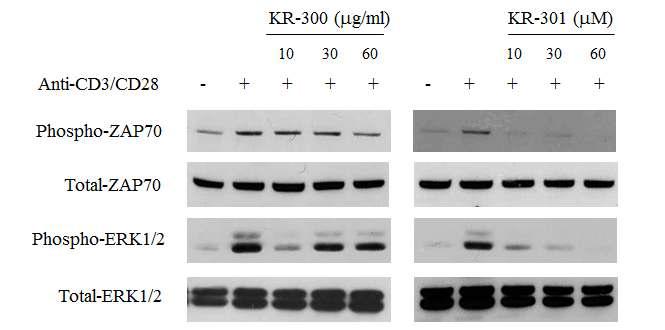KR-300 및 KR-301의 TCR 신호전달 억제 효능