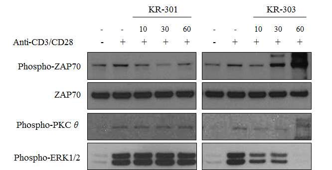 KR-301, KR-303의 TCR신호전달 억제 효능