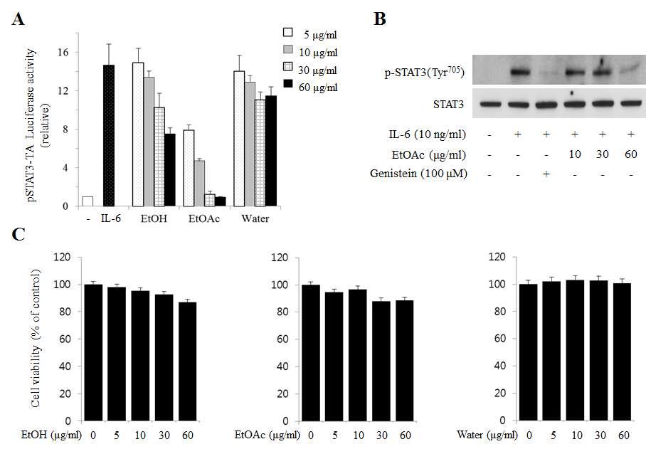 KR-300추출물의 IL-6/STAT3 활성화 억제효능