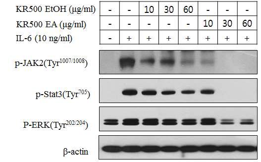 IL-6에 의한 STAT3 활성화에 대한 KR-600의 농도 의존적인 억제효과