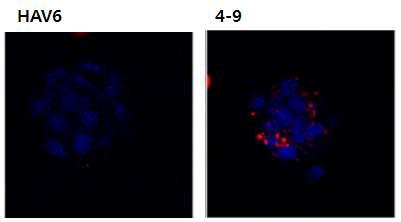 형광물질 결합된 4-9 항체를 이용한 in vitro antibody internalize assay