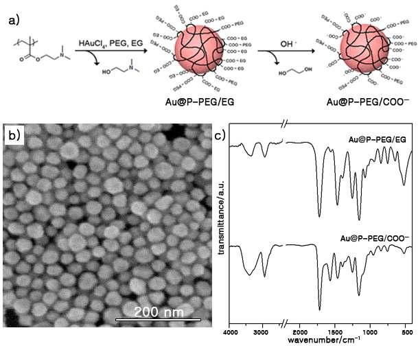 a) Synthesis of Au@P-PEG/COO- nanoparticles by using the mixture of PEG and EG and subsequent basic hydrolysis.
