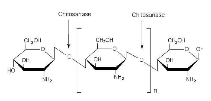 Chitosan의 구조