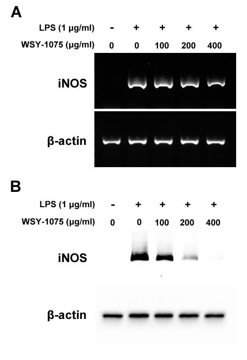 WSY-1075의 iNOS 발현 억제 효능 확인. mRNA의 발현(A)과 단백질의 발현(B) 모두 WSY-1075 처리 농도의존적으로 발현이 감소함.