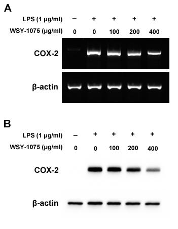 WSY-1075의 COX-2 발현 억제 효능 확인. mRNA의 발현(A)과 단백질의 발현(B) 모두 WSY-1075 처리 농도의존적으로 발현이 감소함.