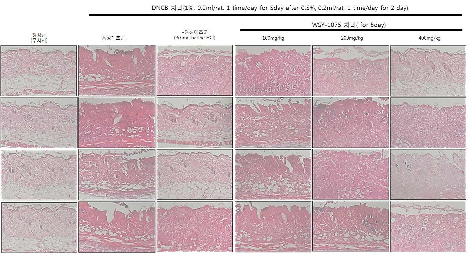 DNCB 유도 접촉성 피부염 동물모델에서 각 군의 조직병리학적 소견관찰. Skin, H&E. H&E.