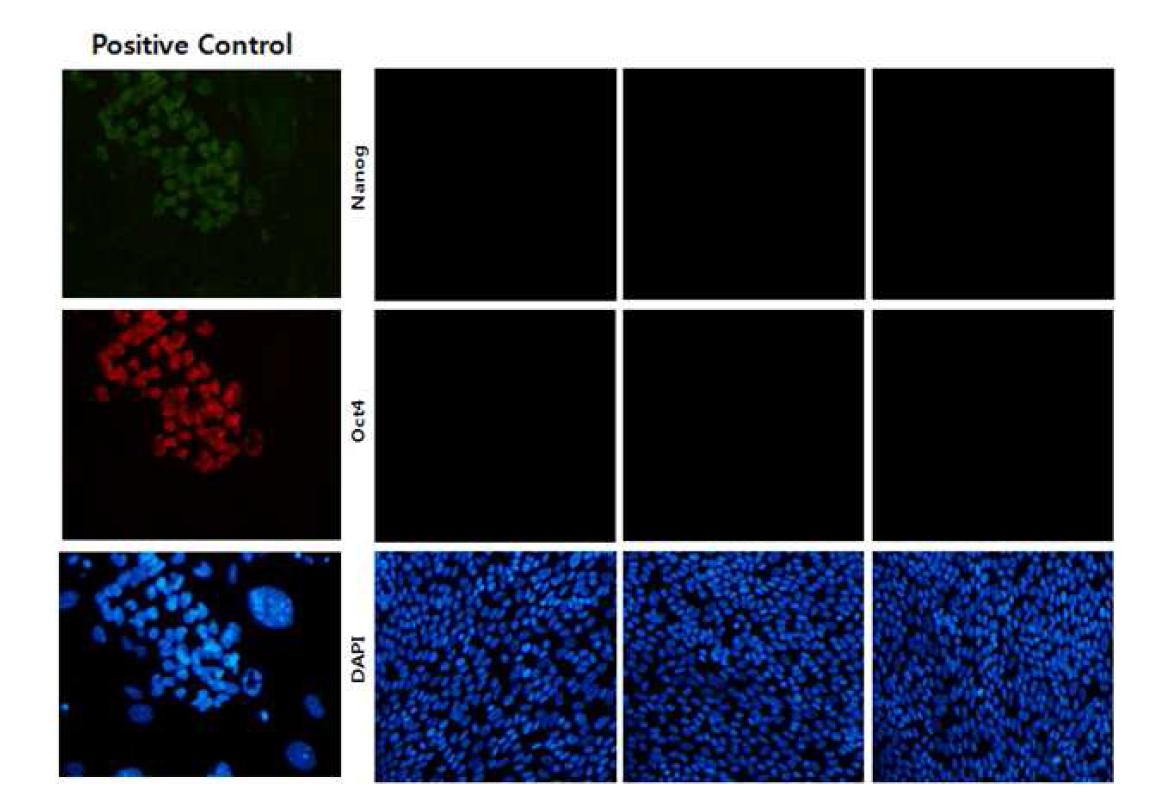 hES 마커(Nanog/Oct4) 면역염색 결과
