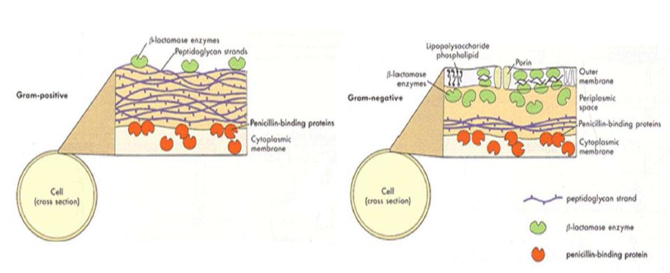 Classification of cell(Gram positive and negative)
