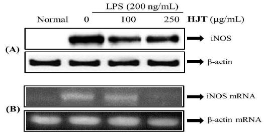 Effect of HJT on LPS-induced iNOS protein and iNOS mRNA expression in RAW 264.7 cells. (A) RAW 264.7 cells were pretreated with the indicated concentrations of HJT for 30 minutes before being incubated with LPS (200 ng/mL) for 24 hours. Equal amounts of protein (20 g) were μ separated by sodium dodecyl sulfate-polyacrylamide gel electrophoresis and immunoblotted with iNOS and β-actin antibodies. Equal loading of protein was verified by β-actin. (B) iNOS mRNAs were assessed by RT-PCR in RAW 264.7 cells. Cells were pretreated with the indicated concentrations of HJT for 30 minutes before being incubated with LPS (200 ng/mL) for 24 hours. The β-actin mRNA was assayed in parallel to confirm equivalency of the cDNA preparation.