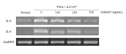 Effect of Seungmagalgen-tang (SMGGT) on PMA + A23187-induced IL-6 and IL-8 mRNA expression. IL-6 and IL-8 mRNA was assessed by RT-PCR in HMC-1 cells. Cells were pretreated with the indicated concentrations of SMGGT for 30 minutes before being incubated with PMA (50 nM) + A23187 (1 􌝄M) for 6 hours. The GADPH mRNA was assayed in parallel to confirm equivalency of the cDNA preparation.