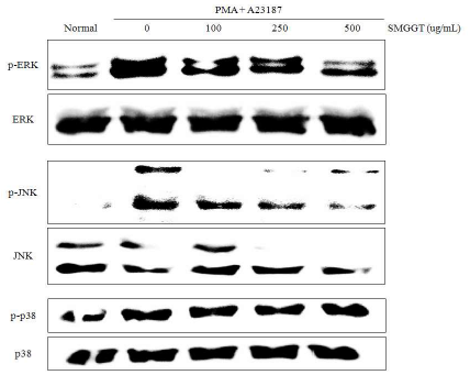 Effect of SMGGT on the phosphorylation (P-) of MAPKs in PMA + A23187 -stimulated HMC-1 cells. HMC-1 cells were treated with the indicated concentrations of SMGGT for 30 minutes before being incubated with PMA (50 nM) + A23187 (1 􌝄M) for 30 minutes. Whole-cell lysates were analyzed by western blot analysis. The experiment was repeated three times, and similar results were obtained.