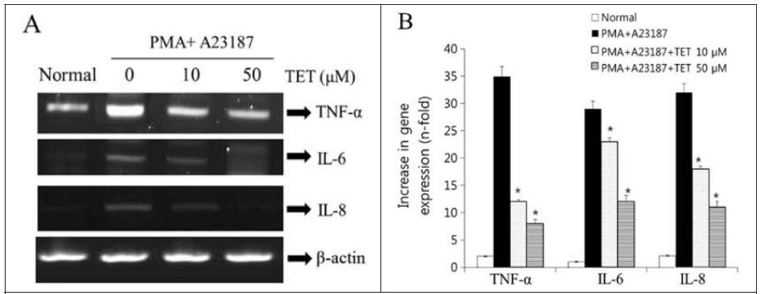 Effect of TET on the gene expression of pro-inflammatory cytokines in PMA plus A23187-induced HMC-1 cells. Cells were pretreated with TET (10 and 50 μM) for 1 h prior to PMA (50 nM) + A23187 (1 μM) stimulation for 6 h. The mRNA expression level of TNF-α, IL-6 and IL-8 was determined by RT-PCR (A) and RT-qPCR (B). Each bar is the means ± SEM of three independent experiments. *P<0.05, compared with PMA+A23187􍾠stimulated values.
