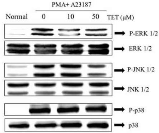 Effect of TET on PMA plus A23187-stimulated MAPKs activation. After pretreatment of TET for 1 h, HMC-1 cells were stimulated by PMA (50 nM) and A23187 (1 μM) 30 min for MAPKs activation. Phosphorylation of ERK1/2, JNK1/2 and p38 MAPKs was analyzed by western blotting.