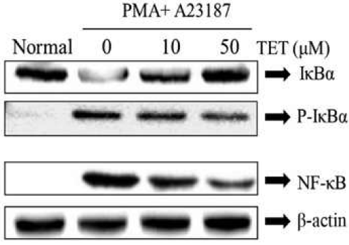 Effect of TET on PMA plus A23187-stimulated NF-κB activation, IκBα phosphorylation and degradation. HMC-1 cells were pretreated with TET for 1 h prior to PMA (50 nM) and A23187 (1 μM) stimulation. IκBα degradation, IκBα phosphorylation and NF-κB translocation were assayed by western blotting.