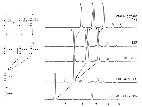 N-glycan 분석을 위한 enzyme array (1)