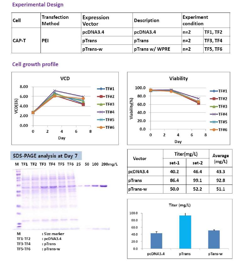 WPRE에 의한 임시발현 생산성 비교 평가