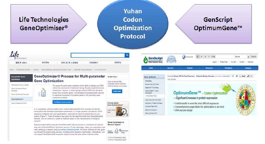 Codon optimization 프로토콜