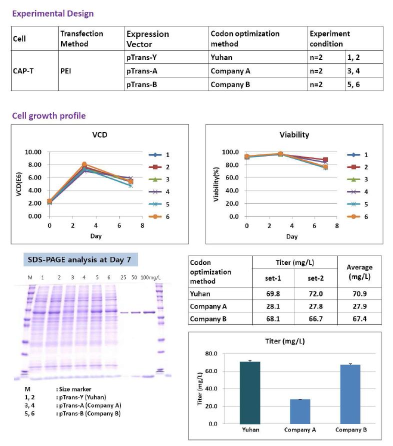 Codon optimization 프로토콜에 따른 임시발현 생산성 비교