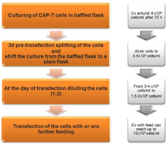 대규모 transfection 프로세스