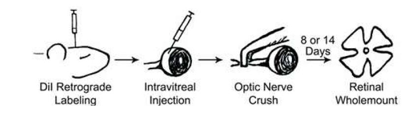 Optic nerve crush model
