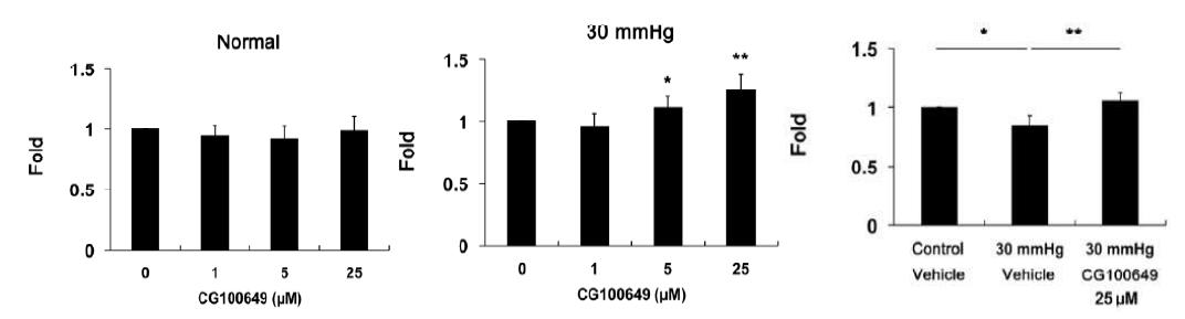 Effect of CG100649 on cultured RGCs after elevated hydrostatic pressure. MTT assay on cultured RGCs exposed to elevated hydrostatic pressure in vitro for 3 days. Note that CG100649 (25 μM) treatment showed a significant restoration of cell viability in pressurized RGCs (P < 0.01). There were no significant differences in among normal groups treated with different doses of CG100649. Values are mean ± SD. *Significant at P < 0.05 or **Significant at P < 0.01 compared with vehicle-treated non-pressurized control or pressurized cells.