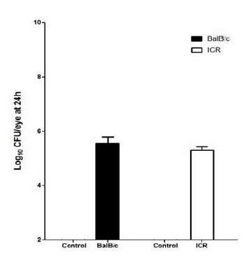 Number of bacterial colony from ICR and Balb/C mouse (CFU, colony forming unit was counted at 24 hr post-infection with S. aureus giorgio in mice)