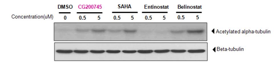 Y79 retinoblastoma 세포주에서 HDAC 저해에 의한 α-tubulin 아세틸화 western blotting 결과