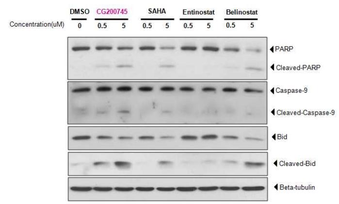 Y79 retinoblastoma 세포주에서 HDAC 저해에 의한 세포사멸효과 관찰