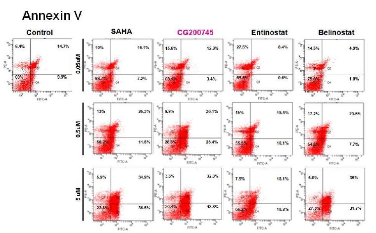 Y79 retinoblastoma 세포주에서 HDAC 저해에 의한 세포사멸효과 관찰 (Annexin V)