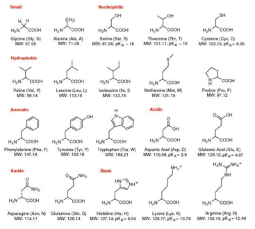 20가지 아미노산 이름과 구조
