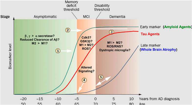 알츠하이머 병의 진행에 따른 영상 바이오마커의 양적변화. 베타아밀로이드는 대표적인 early marker이고, brain atrophy는 late marker임.