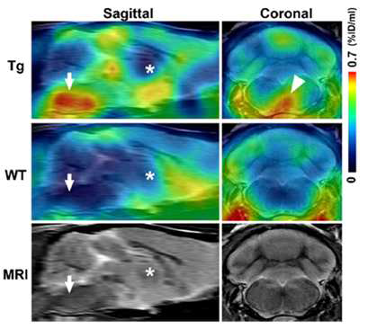 치매 모델 마우스에서의 11C-PBB3영상. MRI 템플릿과 겹쳐진 영상