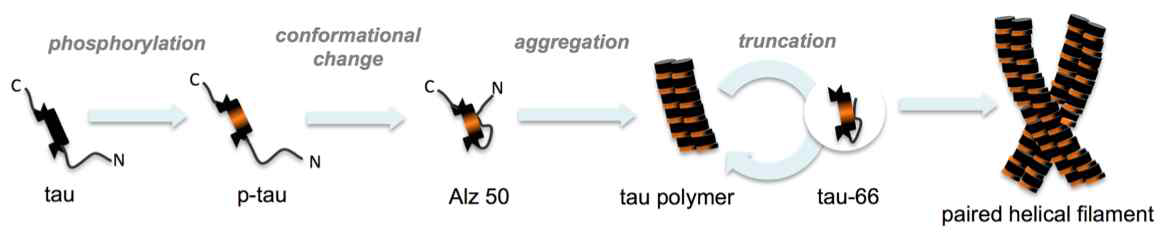 Multi-step processes of tau aggregation.
