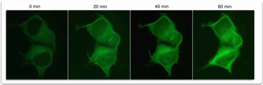 Time Resolution of tau aggregation