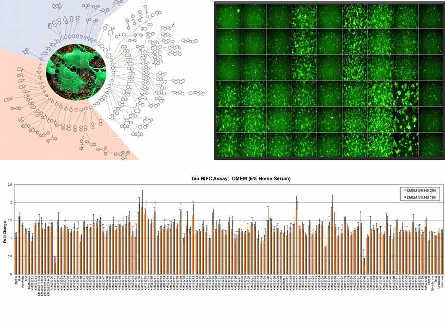 Tau-BiFC 세포주를 이용한 대용량 타우 조절 물질 스크리닝