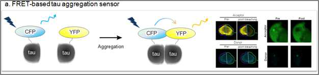 FRET 기반 타우 응집화 센서