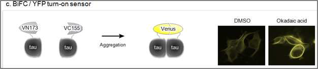 타우-BiFC 세포주 개발