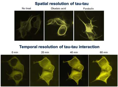 타우-BiFC 시스템에서 타우-타우 상호작용의 공간, 시간 해상도
