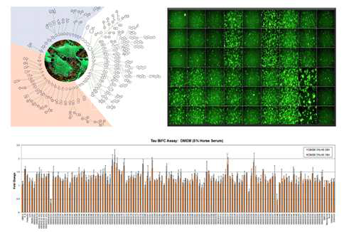 타우-BiFC 세포주를 이용한 대용량 타우 응집화 조절 물질 스크리닝
