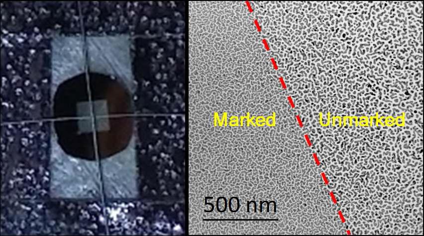 Silicon Nitride membrane covered with hairs and Au coated amorphus SiN support film